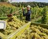 Agriculture. World wine production at lowest level since 1960s