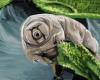 How do tardigrades resist radiation much better than humans?