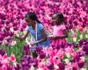 Ottawa Tulip Festival: Early blooming expected