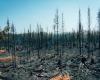 SOPFEU | What is behind 80% of wildfires?