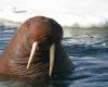 A walrus died of bird flu in the Arctic