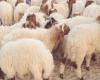 Aid Al Idha: The price of sheep will reach 1700 dinars in Kef