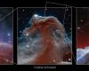 The Horsehead Nebula captured in detail by James Webb – rts.ch