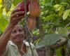 Cocoa majors invest in production in Latin America