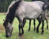 VIDEO. But what are these five wild horses doing in Anjou?