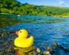 Unusual find in Scotland: A rubber duck resurfaces after 18 years at sea!