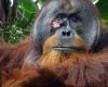 An injured orangutan makes a bandage using medicinal plants, a first