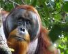An orangutan observed making a bandage with plants – Libération