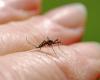 Tiger mosquito in Dijon: prevention and health risks
