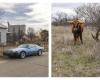 BUMMBUMM BOOKS: Ute Behrend: Cars and Cows