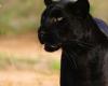 “And there, the world stops”: TF1 was able to film an extremely rare black “panther” from Africa