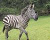 American Internet users in search of a zebra on the run