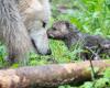 Pink notebook in this animal park in Loire-Atlantique: four arctic cubs were born