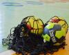 Handball: dream day for Pau-Nousty Sports