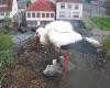 Bad weather cost the lives of three Sarralbe storks