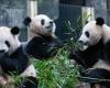TO SEE | Panda or dog? Zoo admits trying to deceive visitors