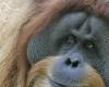 To sell its palm oil, Malaysia is trying “orangutan diplomacy”