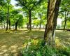 Geneva wants to plant 150,000 trees in fifteen years