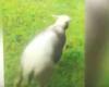 Children mistreat and kill a sheep in front of laughing adults, the video causes a scandal