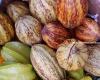 Collapse of world cocoa prices: local producers in Beni very affected