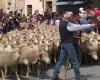 Sheep parade, dances, galoubets and tambourines… transhumance returns this Thursday, May 9 to Pélissanne