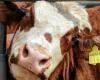 what we know about the H5N1 virus spreading among cows in the United States