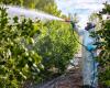this European country uses the most pesticides (and it’s not Spain!)