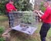 Gard: firefighters successfully intervene to capture an aggressive bird – News