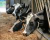 Why the disease affecting cattle will soon resume