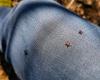 Ticks more abundant after mild winter