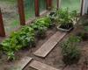 Against inflation, seeds and plants to cultivate a vegetable garden without spending a cent