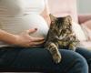 His pregnant wife becomes allergic to his cat, he asks her to go to her parents