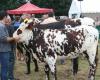 Bovine tuberculosis: the disease cancels a competition in Orne