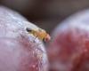 Release of Asian wasps to save Ardèche cherries