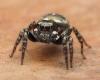 What do we know about these unknown jumping spiders that have just been spotted in Britain? – Evening edition West-France