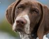 This surprising information to know before adopting a Shorthaired Pointer