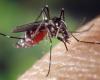 Millau: the city declares war on tiger mosquitoes and equips itself with a special brigade