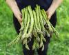 Why does asparagus make urine smell?