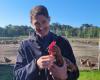 a gigantic sale of 1,600 retired laying hens is organized in Saint-Aubin-de-Médoc