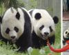 This zoo passes off dogs as pandas and creates controversy