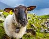 to save their school, they enroll four sheep in National Education