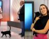 This cat shows up on the live television set and steals the show