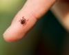 Keeping Ticks Away to Protect Against Lyme Disease
