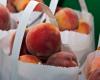 What is the difference between a peach, a nectarine and a nectarine?