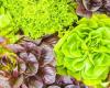 Here are some beautiful, easy-to-grow lettuces that you can sow in the vegetable garden this spring