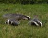 World Badger Day is back this May 15! ⋆ Animal Knowledge