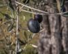 In Valais, olives in addition to vines: “The key to survival is to diversify”