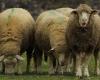 Moselle: four sheep enrolled in a school to save a class threatened with closure