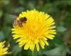 According to experts: nectar flowers rather than dandelions
