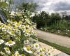 Discover the Paris Sentinel Pollinarium, a unique place to live better with pollen allergies
